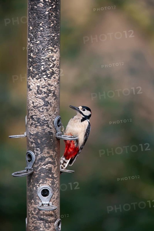 Great spotted woodpecker (Dendrocopos major) adult bird on a garden bird feeder, England, United Kingdom, Europe