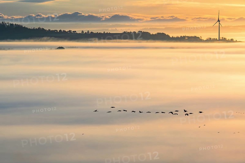 Flying flock of Cranes (Grus grus) above the morning mist at sunrise and a wind turbine at the horizon in autumn