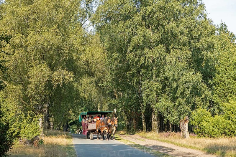 Horse-drawn carriage, trees, carriage ride near Wilsede, Bispingen, Lüneburg Heath, Lower Saxony, Germany, Europe