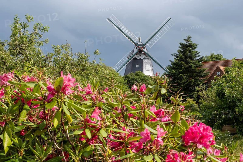 Historic windmill, rhododendron in the foreground, park at the mill, Wyk, Föhr, North Sea island, North Frisia, Schleswig-Holstein, Germany, Europe