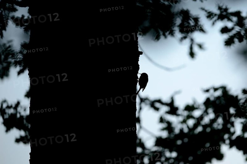 Silhouette of the woodcreeper (Certhia jamiliaris) on a tree trunk, Lower Rhine, North Rhine-Westphalia, Germany, Europe