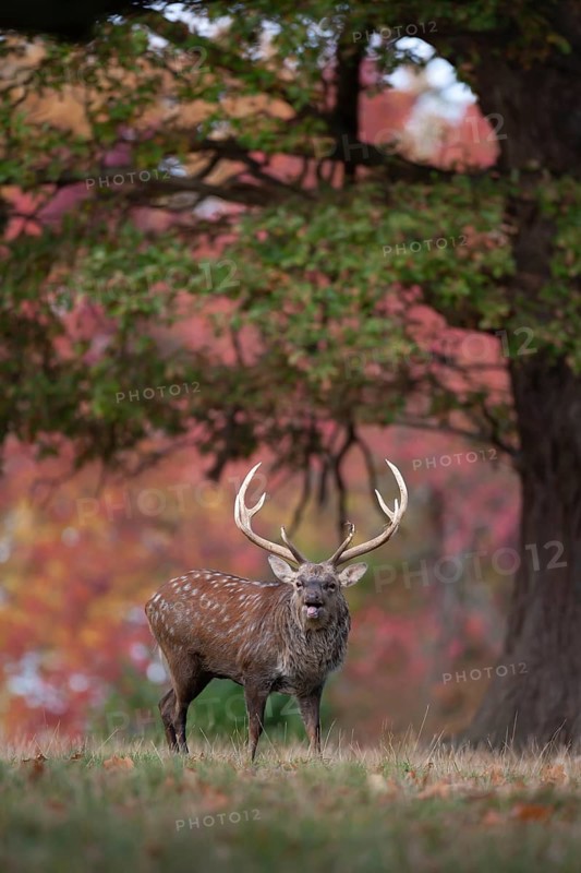 Sika deer (Cervus nippon) adult male buck roaring during the rutting season on the edge of a woodland in the autumn, England, United Kingdom, Europe