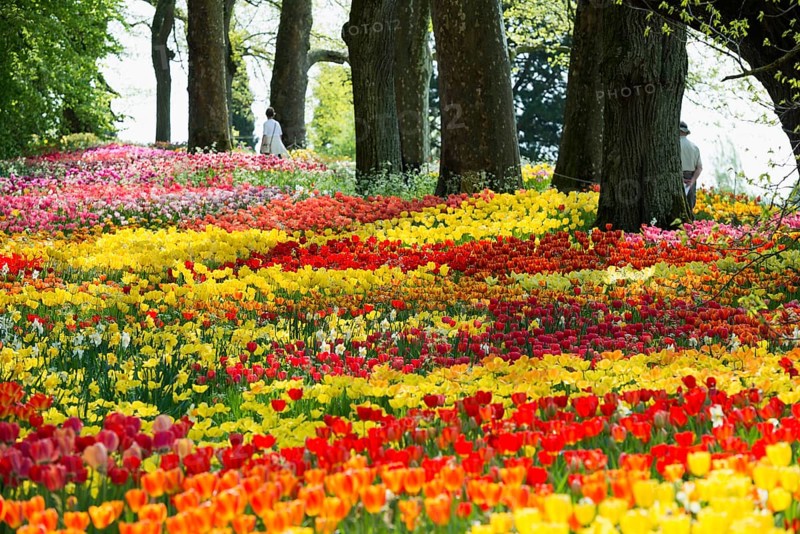 Park and flower meadow with colourful tulips, Mainau Island, Lake Constance, Baden-Württemberg, Germany, Europe