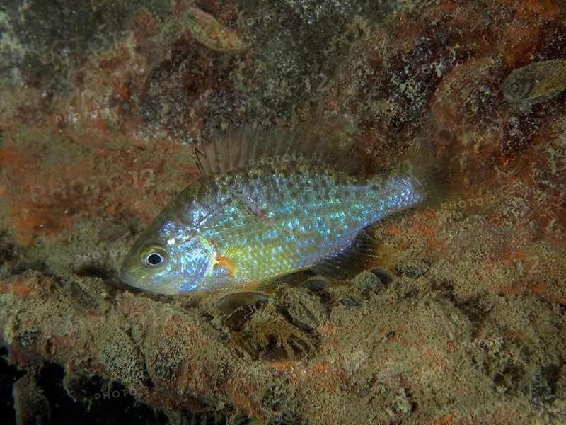 Pumpkinseed sunfish (Lepomis gibbosus), dive site Pumpwerk Rüschlikon, Lake Zurich, Canton of Zurich, Switzerland, Europe