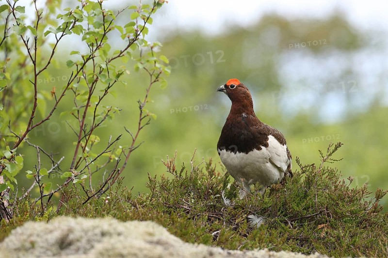 Willow ptarmigan (Lagopus lagopus) securing cock, Lofoten, Norway, Scandinavia, Europe