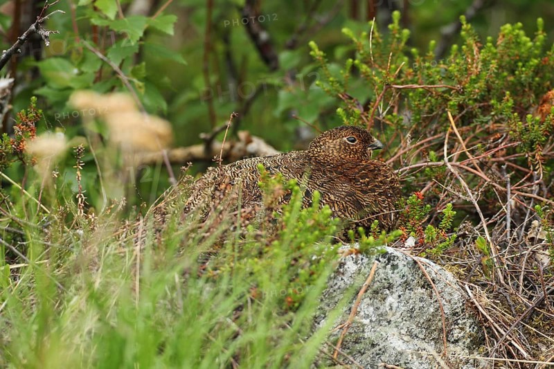 Willow ptarmigan (Lagopus lagopus) hen, perfectly camouflaged, Lofoten, Norway, Scandinavia, Europe