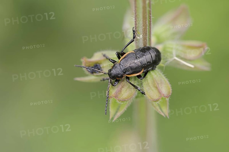 Leaf beetle (Arima marginata), Provence, Southern France