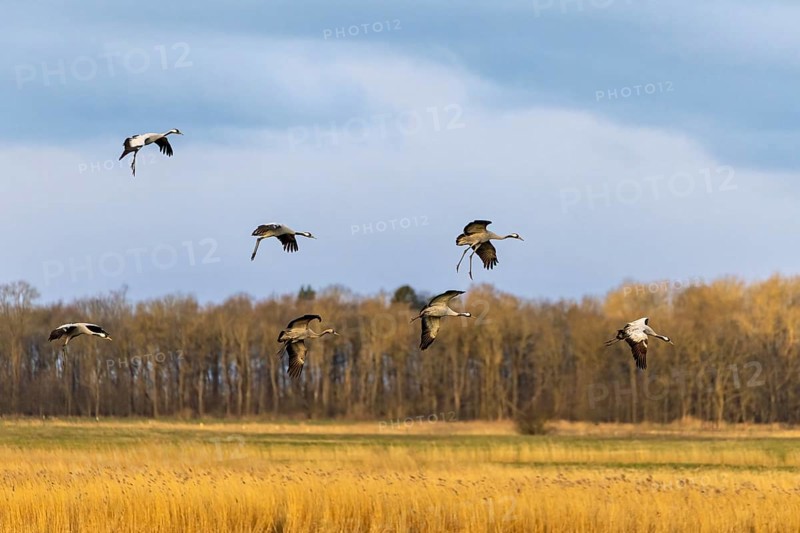 Eine Schar Vögel fliegt über ein goldenes Feld unter bewölktem Himmel, Kraniche auf dem Darß