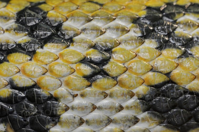 Taiwan beauty snake (Orthriophis taeniurus frisei, Elaphe taeniura frisei), scales, captive, occurrence in Asia