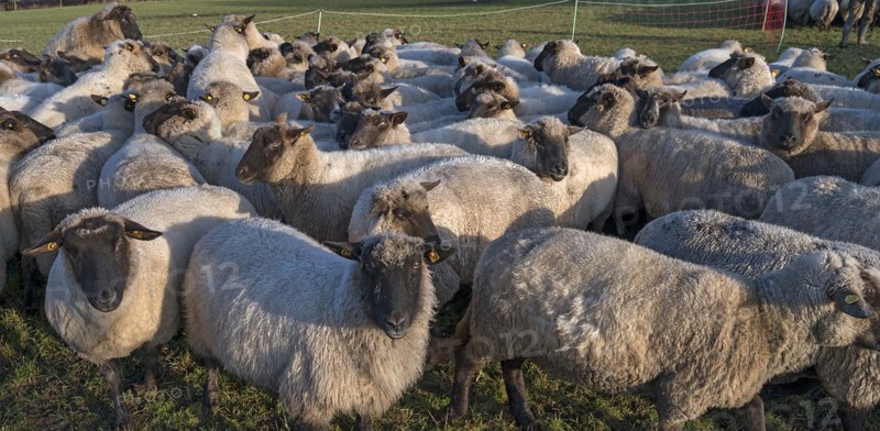 Black-headed domestic sheep (Ovis gmelini aries) penned for loading on the pasture in the early morning, Mecklenburg-Vorpommern, Germany, Europe