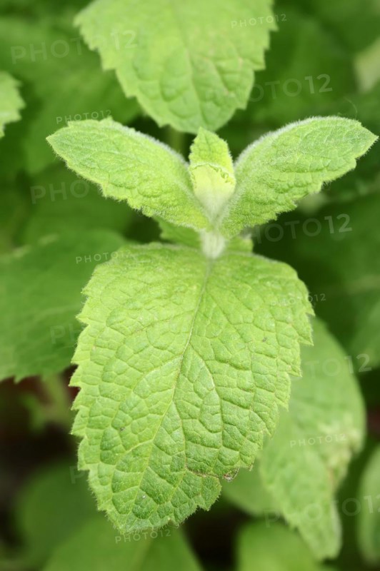 Apple mint (Mentha suaveolens), leaves, herb plant, North Rhine-Westphalia, Germany, Europe