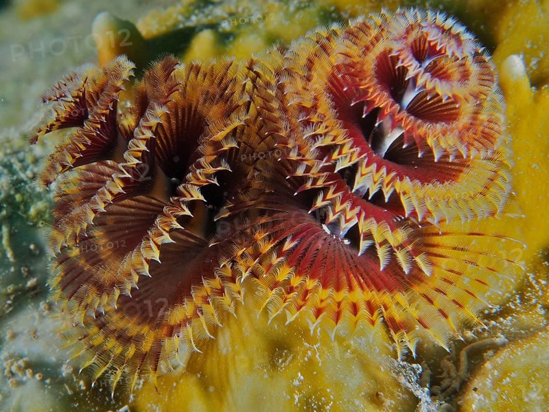 Close-up of colourful tubeworms, Christmas tree worm (Spirobranchus giganteus), in the reef. Dive site John Pennekamp Coral Reef State Park, Key Largo, Florida Keys, Florida, USA, North America