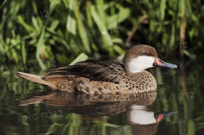 Bahama duck (Anas bahamensis, Paecilonetta bahamensis), captive, occurrence in South America