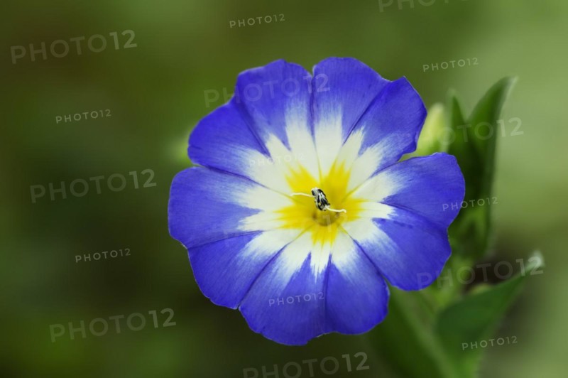 Tricolour bindweed or tricolour bindweed (Convolvulus tricolor), flower, North Rhine-Westphalia, Germany, Europe