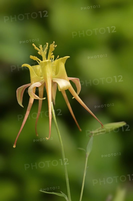 Columbine 'Tequila Sunrise' (Aquilegia skinneri), flower, native to Central America, ornamental plant, North Rhine-Westphalia, Germany, Europe