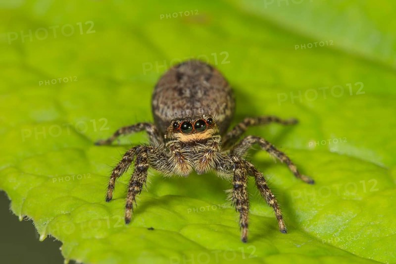 Close-up of a jumping spider (Marpissa muscosa) on a green leaf, with clear details and visible eyes, Baden-Württemberg, Germany, Europe