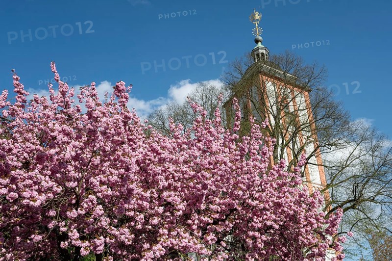 Flowering Japanese ornamental cherry (Cerasus serrulata), in the background St. Nikolai Church with the little crown on the tower, Siegen, North Rhine-Westphalia, Germany, Europe