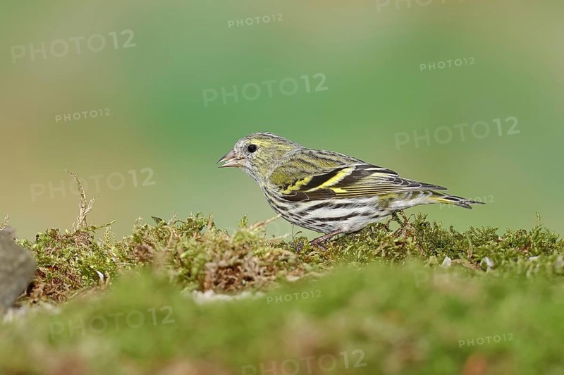 Eurasian siskin (Carduelis spinus), female sitting on moss, mossy ground, Wilnsdorf, North Rhine-Westphalia, Germany, Europe