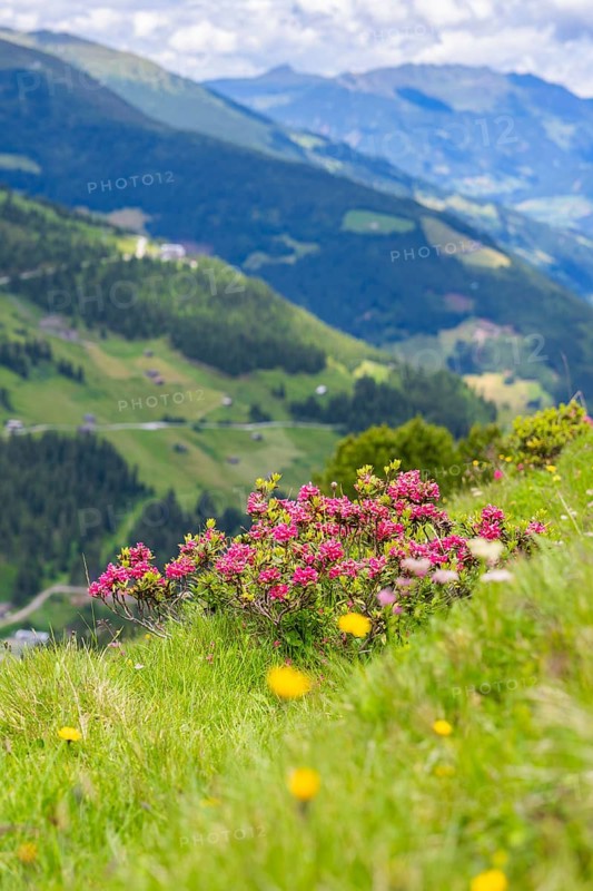 Blooming meadow with pink flowers in the foreground, mountains and sky in the background, summer atmosphere, Penken, Zillertal, Austria, Europe