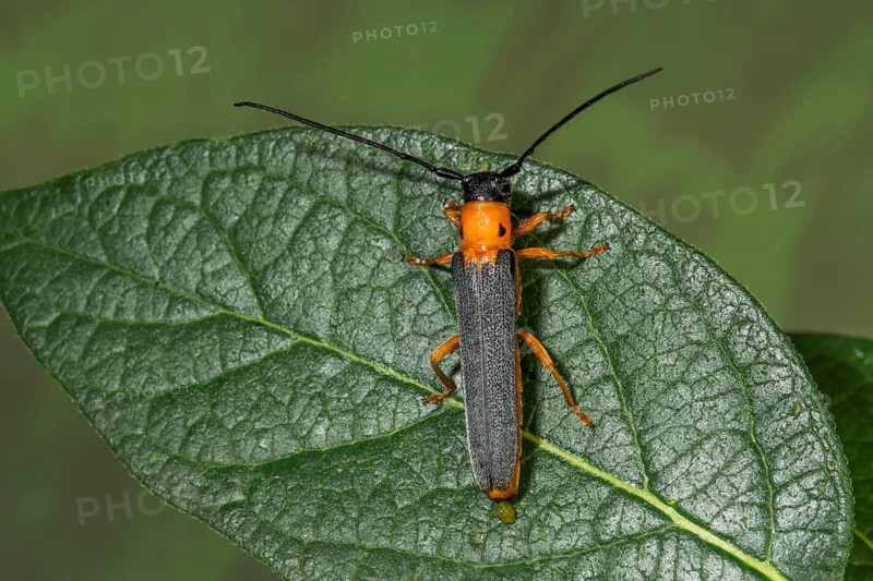 Macro photograph of a red-necked willow buck (Oberea oculata) with orange head and black body, sitting on a leaf, Baden-Wü+rttemberg, Germany, Europe