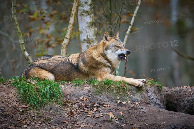 A gray wolf (Canis Lupus), lying on a hill and baring its teeth in the forest with autumnal atmosphere, Germany, Europe