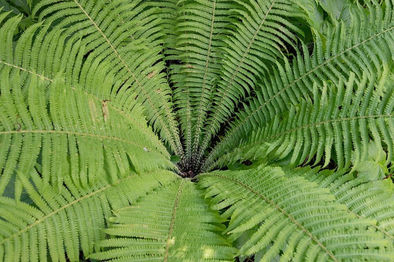 Ostrich fern (Matteuccia struthiopteris), Botanical Garden, Erlangen, Middle Franconia, Bavaria, Germany, Europe