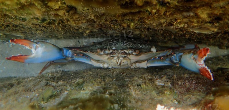 A atlantic blue crab (Callinectes sapidus) threatens in its hiding place with its claws, dive site John Pennekamp Coral Reef State Park, Key Largo, Florida Keys, Florida, USA, North America