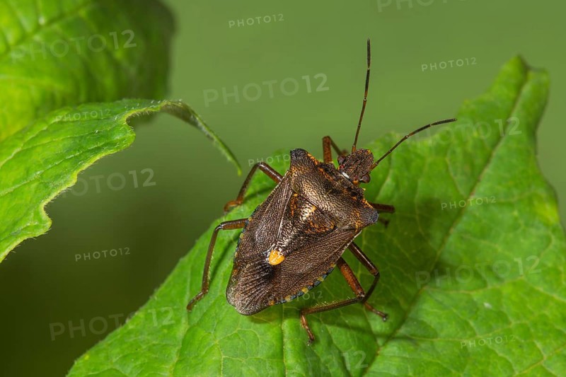 A Forest bug (Pentatoma rufipes) sits on a fresh green leaf and forms a clear contrast to the leaf colour, Baden-Württemberg, Germany, Europe