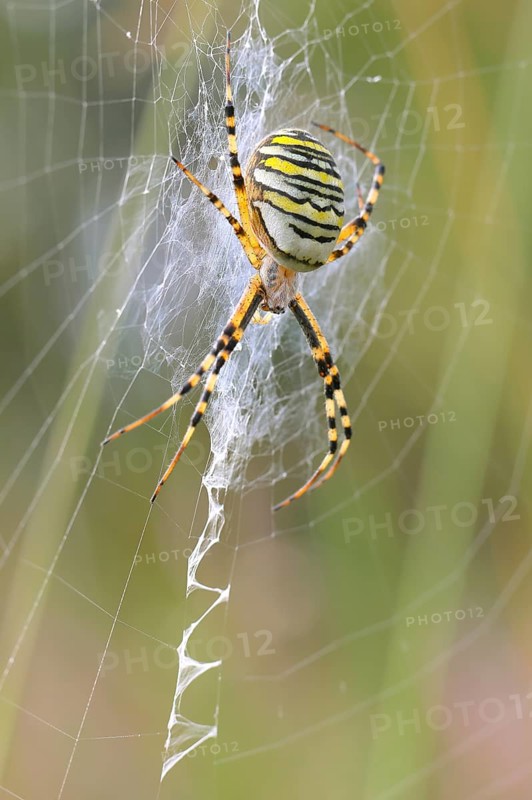 Wasp spider (Argiope bruennichi), also known as zebra spider or tiger spider in a web, Aschendorfer Obermoor nature reserve, Wildes Moor, Emsland, Lower Saxony, Germany, Europe