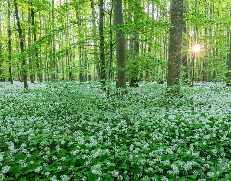 Near-natural deciduous forest with flowering wild garlic (Allium ursinum), sun star, Hainich National Park, Thuringia, Germany, Europe