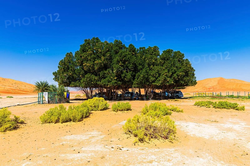 Green, shady oasis in the Rub al Khali desert, Dhofar province, Arabian Peninsula, Sultanate of Oman