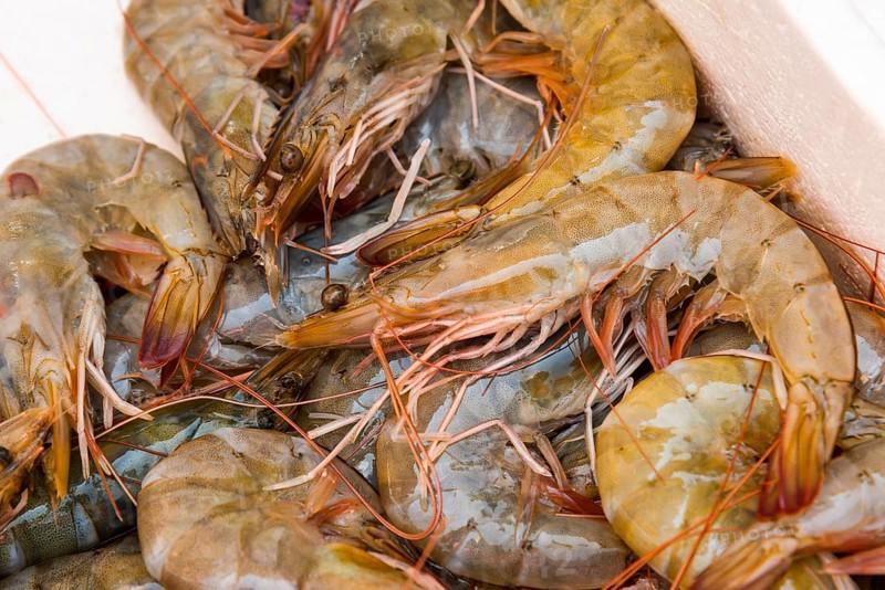 Close-up of fresh shrimps at a fish market, market, Nafplio, Nauplia, Nauplion, Nafplion, Argolis, Peloponnese, Greece, Europe