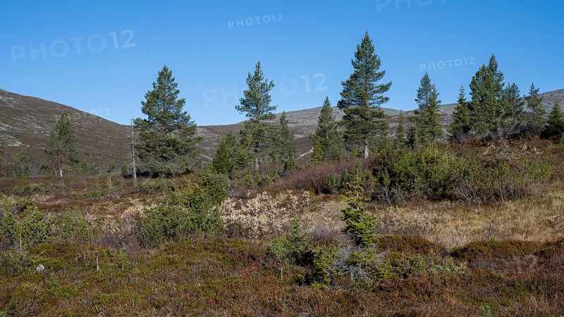Autumn landscape, Pallas-Yllästunturi National Park, Lapland, Finland, Europe