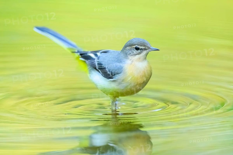 Grey wagtail (Motacilla cinerea) at the shore of a lake with autumncolours, wildife, Catalonia, Spain, Europe