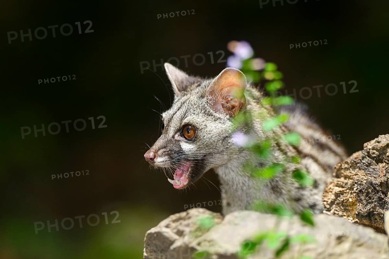 Portrait of a Common genet (Genetta genetta), wildlife in a forest, Montseny National Park, Catalonia, Spain, Europe