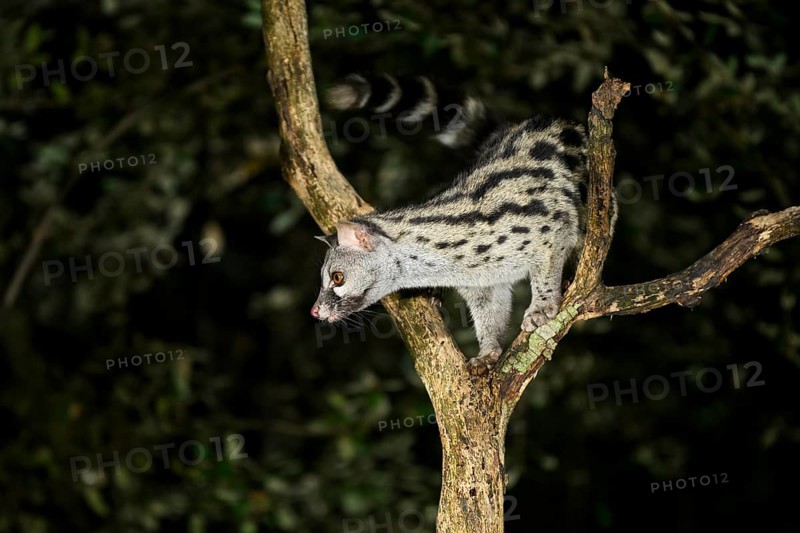 Common genet (Genetta genetta), climbing on a tree wildlife in a forest, Montseny National Park, Catalonia, Spain, Europe