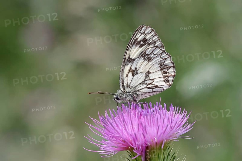 Checkerspot butterfly (Melanargia galathea) on creeping thistle (Cirsium hydrophilum), underside of wing, close-up, Wilnsdorf, North Rhine-Westphalia, Germany, Europe