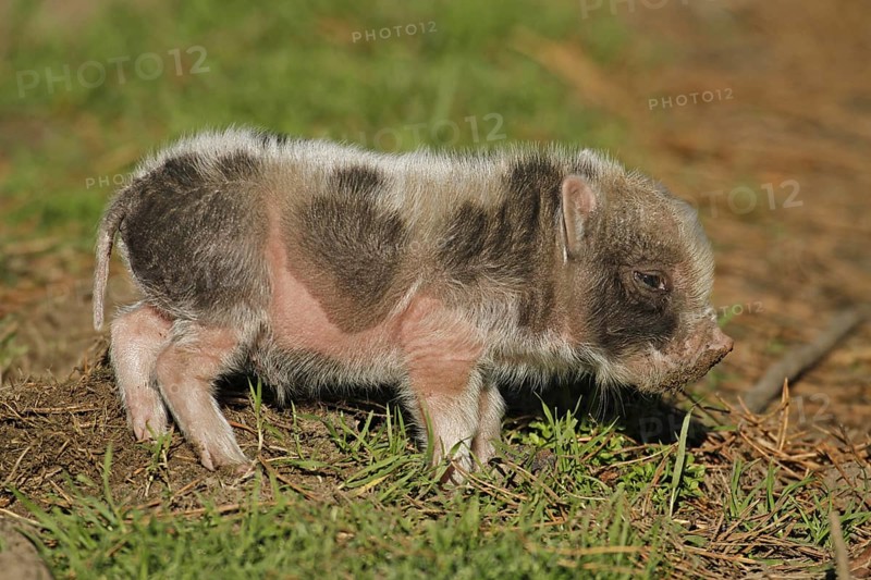 Pot-bellied pig (Sus scrofa domesticus), young animal