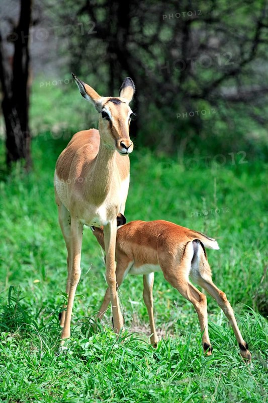Black heeler antelope (Aepyceros melampus), adult, female, juvenile, suckling, Kruger National Park, Kruger National Park, South Africa, Africa