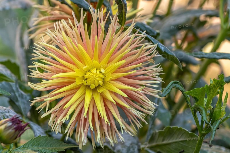 Cabana Banana Cactus Dahlias blooming in a public garden. Close-up dahlias, daylight. Selestat, Bas Rhin, Alsace, France, Europe