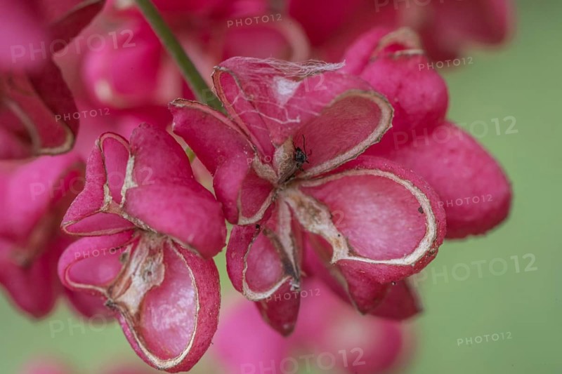 Peacock, spindle bush (Euonymus europaeus), fruit stand, Emsland, Lower Saxony, Germany, Europe