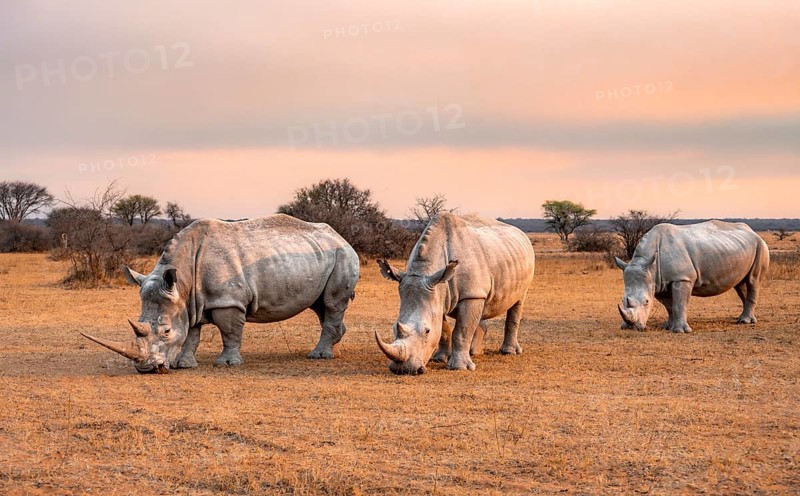 Southern white rhinoceros (Ceratotherium simum simum), three rhinos at sunset, Khama Rhino Sanctuary, Serowe, Botswana, Africa