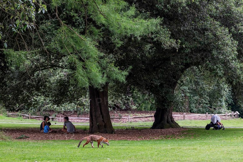 Red fox (Vulpes vulpes) in the park near people sitting under trees, Royal Botanic Gardens (Kew Gardens), UNESCO World Heritage Site, Kew, Greater London, England, United Kingdom, Europe