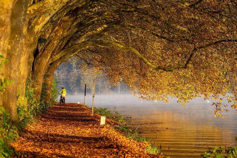 Autumn colours on the Platanen Allee, Hardenberg Ufer, lakeside path on Lake Baldeney, near Haus Scheppen, in Essen, North Rhine-Westphalia, Germany, Europe