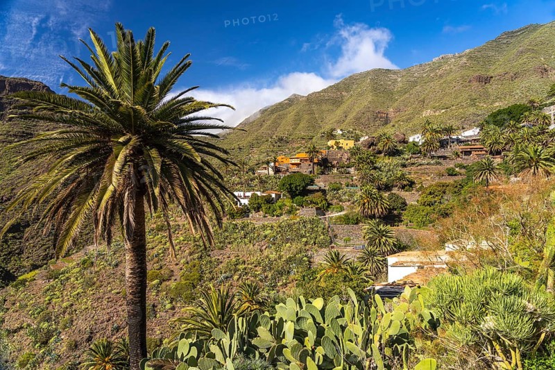Canary palm trees in the Masca Gorge in the Teno Mountains, Masca, Tenerife, Canary Islands, Spain, Europe