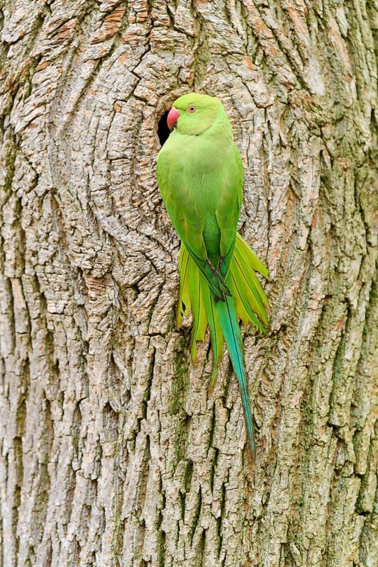 Green collared parakeet (Psittacula krameri), at the nesting cavity of a tree, Baden-Württemberg, Germany, Europe