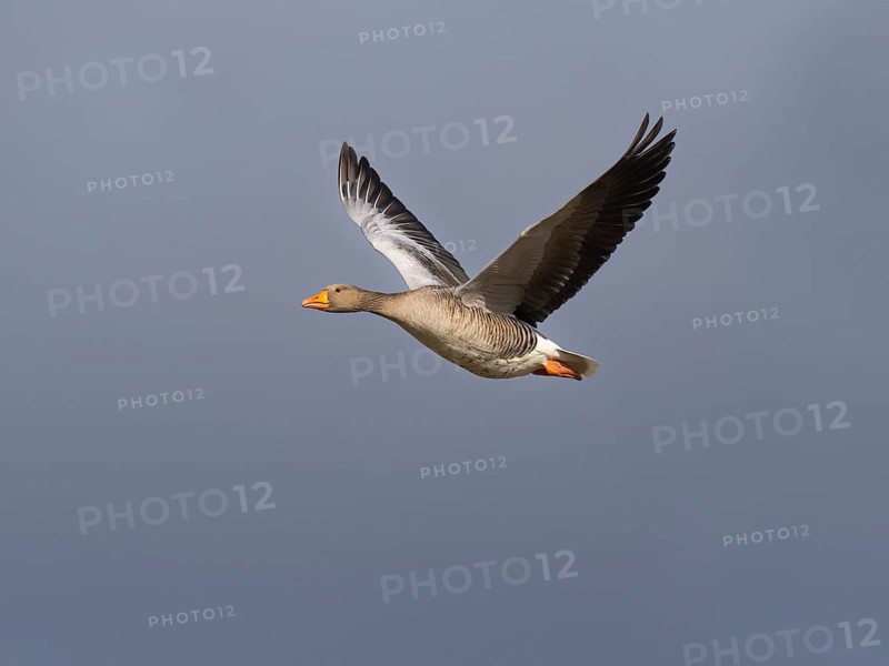 Graugans (Anser anser), Vogel im Flug, über dem Naturschutzgebiet Mokbaai, auf der Insel Texel, Holland