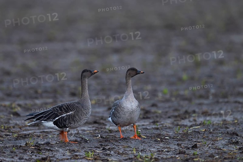 Bean goose, Bean goose (Anser fabalis), Texel, Netherlands
