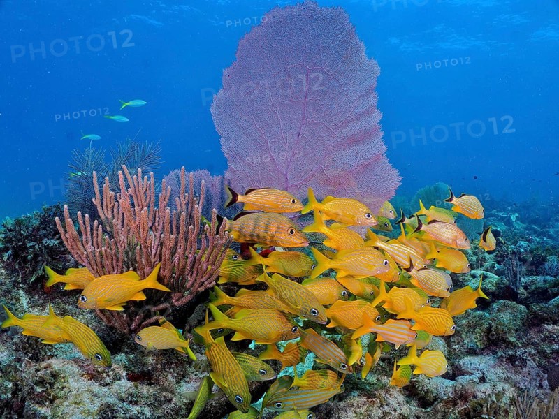 A large school of yellow fish, French grunt (Haemulon flavolineatum), in a lively underwater landscape with large soft corals, Porous Yellow gorgonian (Pseudoplexaura porosa), Venus fan (Gorgonia ventalina), dive site John Pennekamp Coral Reef State Park, Key Largo, Florida Keys, Florida, USA, North America