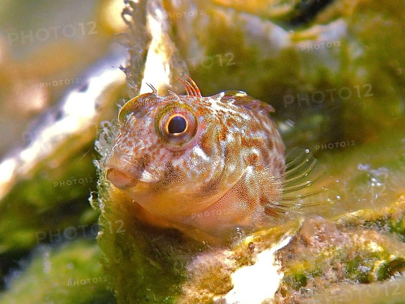 Close-up of a small fish, algae blenny (Parablennius marmoreus), blenny, with detailed skin structure between algae, dive site John Pennekamp Coral Reef State Park, Key Largo, Florida Keys, Florida, USA, North America